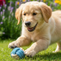 Cute golden retriever puppy playing with a blue rope toy on grass in a garden