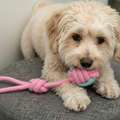 Cute small dog playing with a pink and blue rope chew toy on a gray pet bed