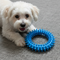 Small white dog on carpet with blue spiky rubber chew toy for pets