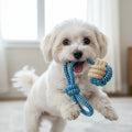 Small white dog playing indoors with blue rope toy, cute pet accessories, playful puppy