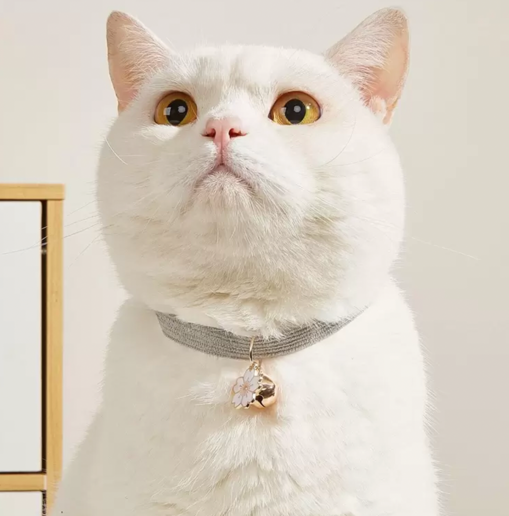White cat wearing a gray pet collar with a flower and bell charm, stylish accessory for pets