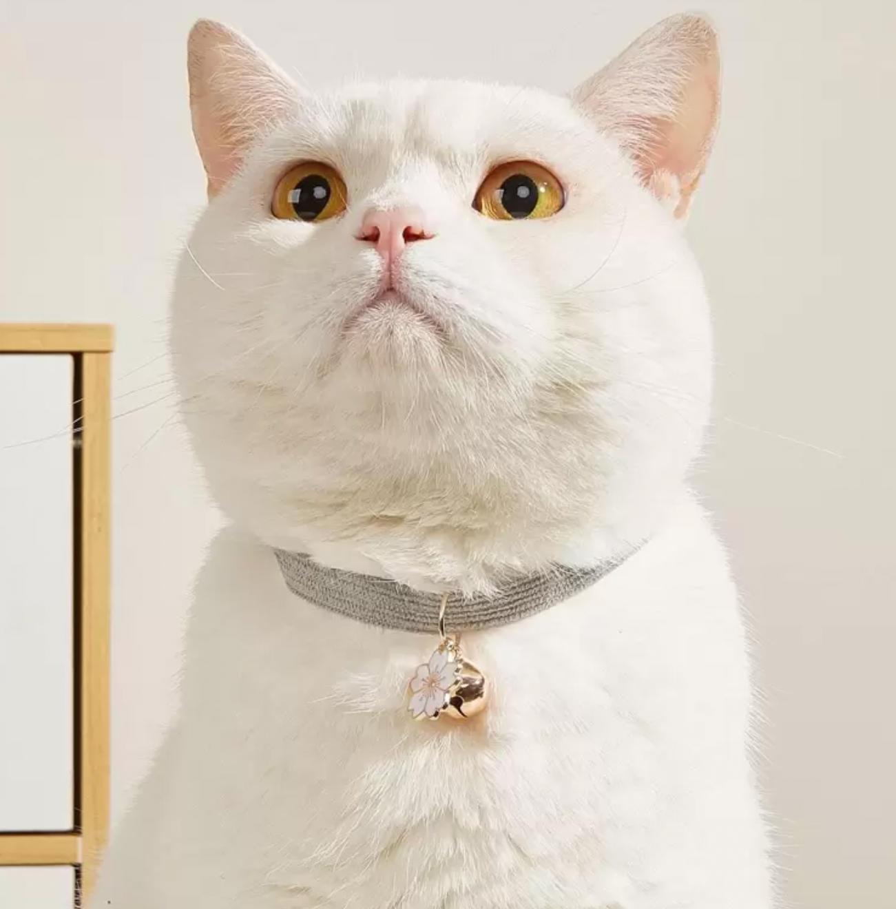 White cat wearing a gray pet collar with a flower and bell charm, stylish accessory for pets