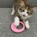 Cute kitten playing with a pink textured chew toy on a gray sofa