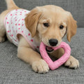 Puppy in pink heart print shirt playing with pink heart-shaped chew toy on grey sofa