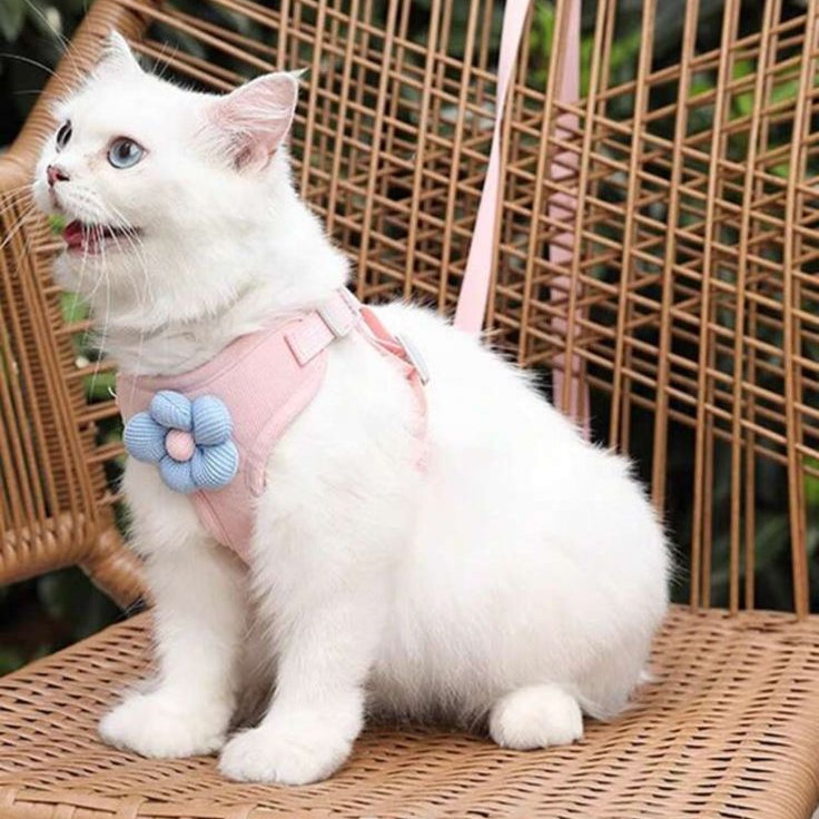White cat wearing pink harness with blue flower accessory sitting on wicker chair