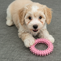 Cute small puppy with fluffy fur playing with pink spiky dog chew toy on grey carpet