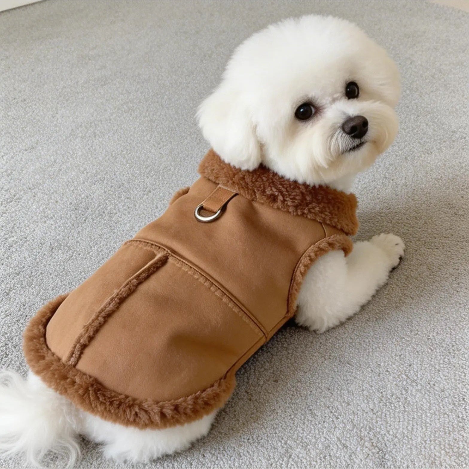 Small white dog wearing a brown fleece-lined winter coat on a gray carpet