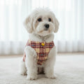 Small white dog in plaid pet vest sitting indoors on carpet
