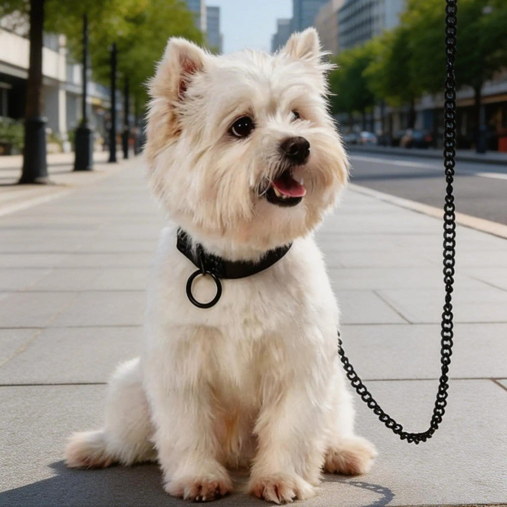 Small fluffy white dog wearing a black collar and leash sitting on a city sidewalk