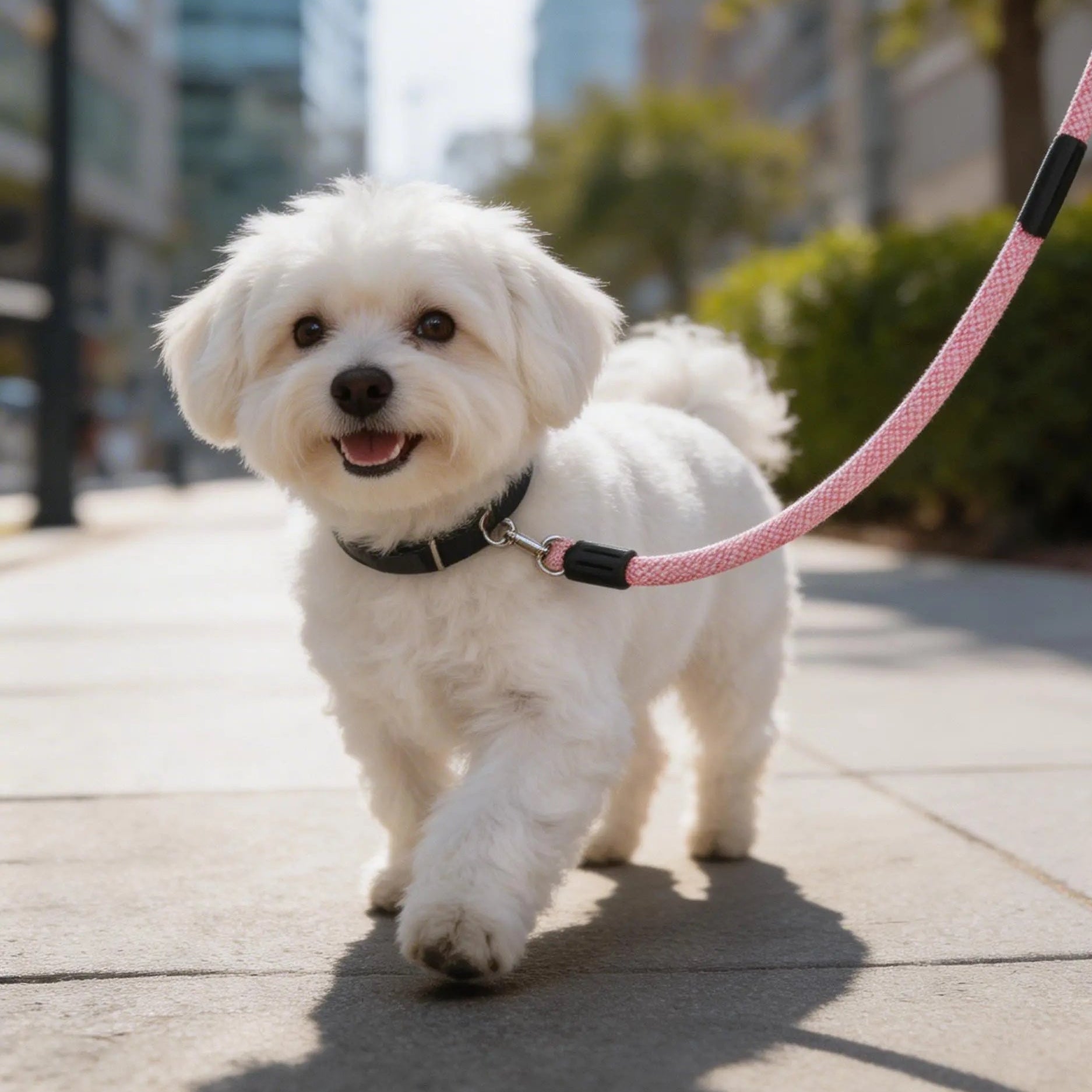 Small white dog on a pink leash walking outdoors, stylish pet accessories