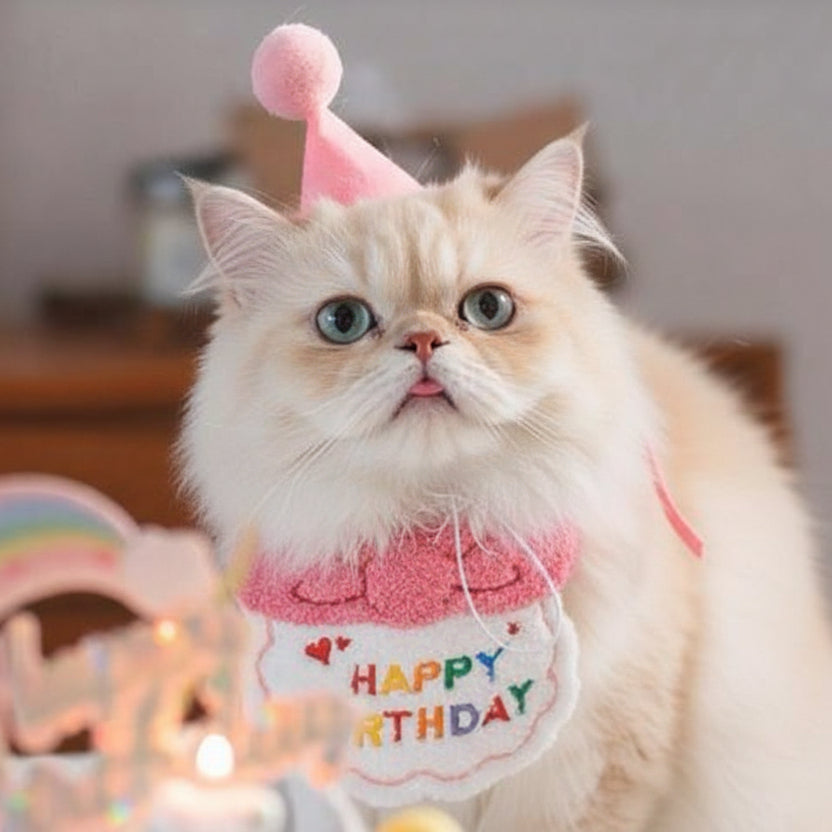 Fluffy cream-colored cat wearing pink birthday hat and happy birthday pet bib indoors