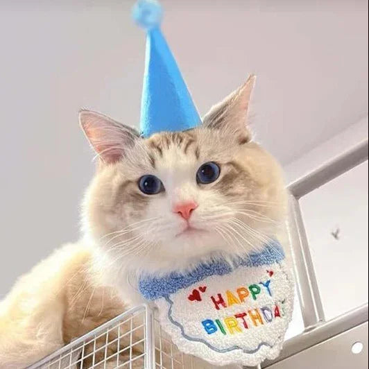 Fluffy cat wearing blue birthday hat and festive Happy Birthday pet bandana