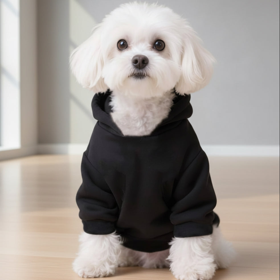 Small white dog wearing a black hoodie sitting indoors on wooden floor