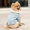 Fluffy small dog wearing a denim jacket with faux fur collar, sitting outdoors