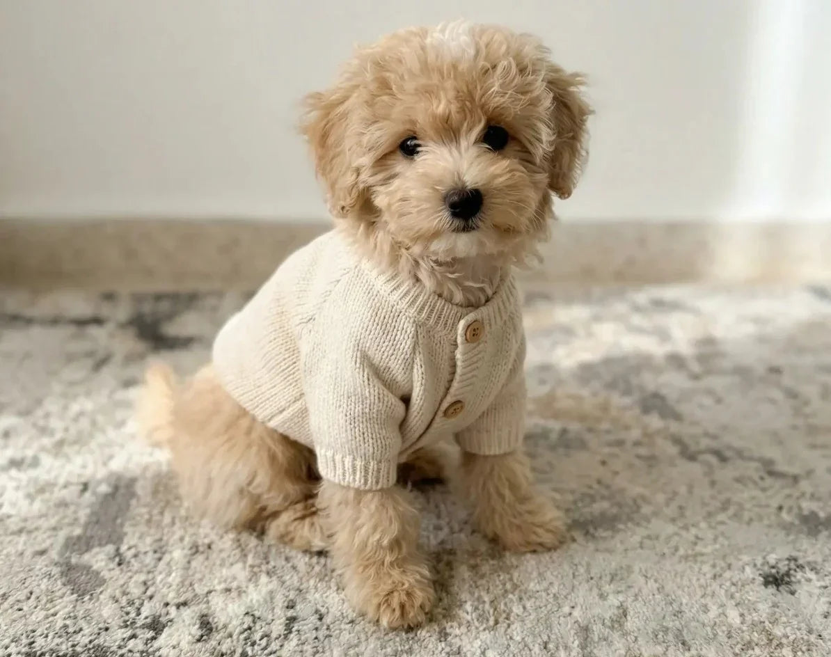 Small fluffy dog in cream knit sweater sitting on a cozy rug, stylish pet clothing