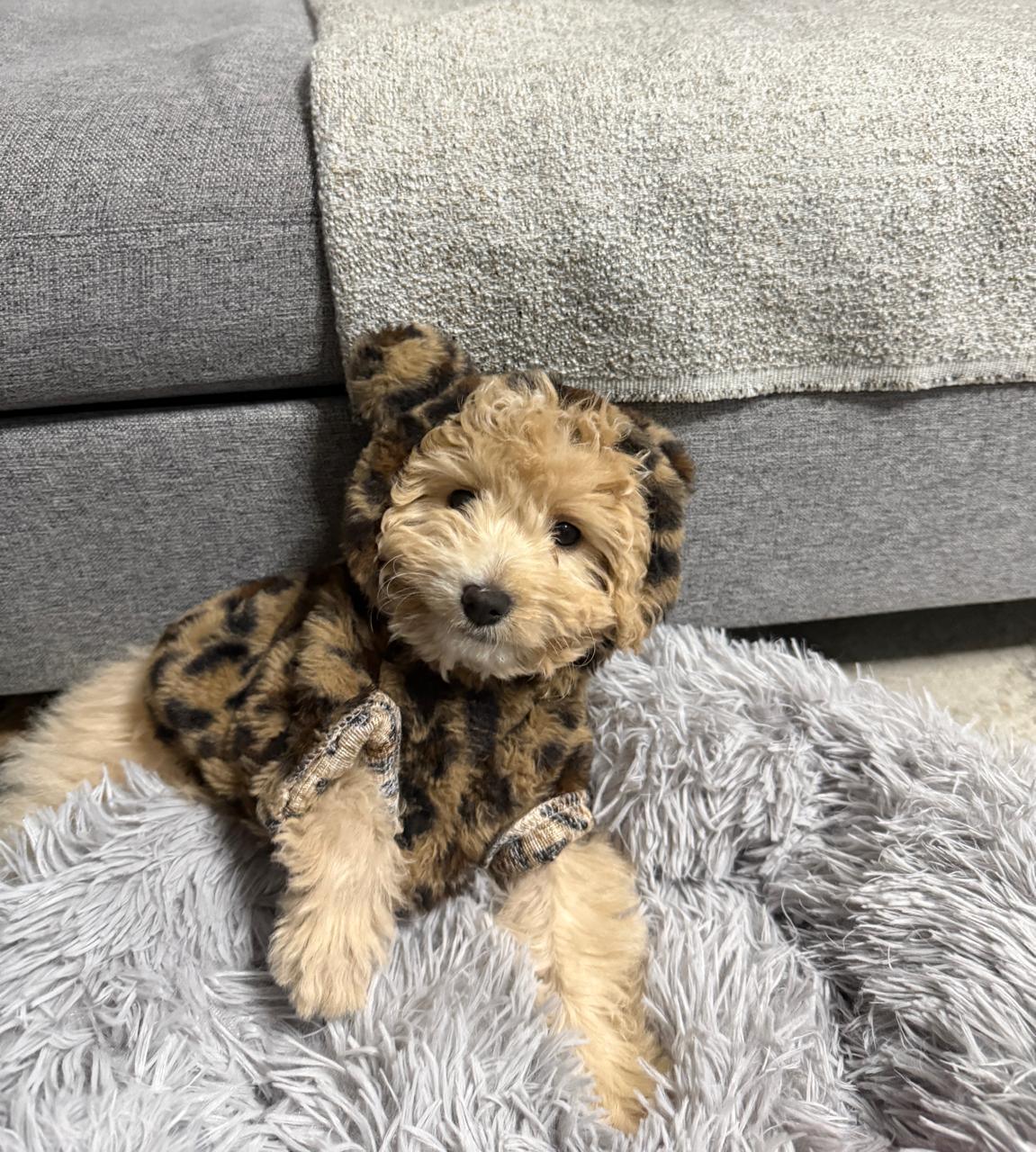 Cute fluffy dog in leopard print hoodie lying on a soft, grey pet bed by a grey sofa.