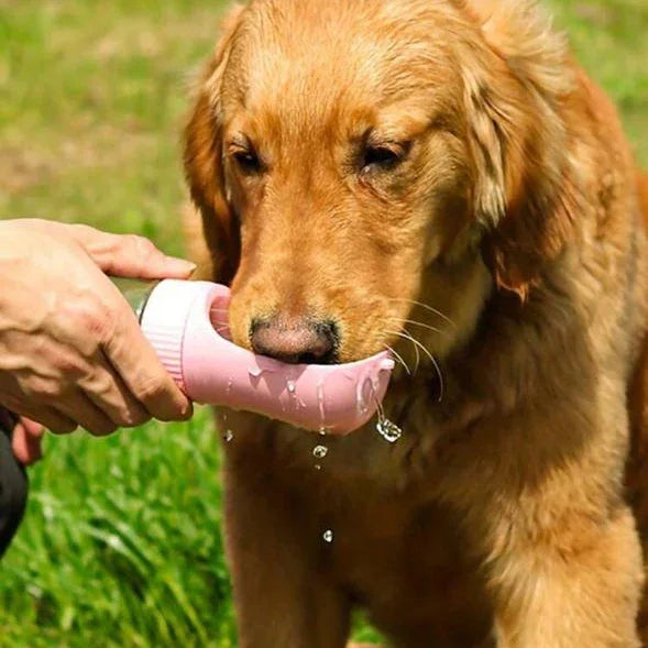 Golden retriever drinking water from a portable pet bottle outdoors