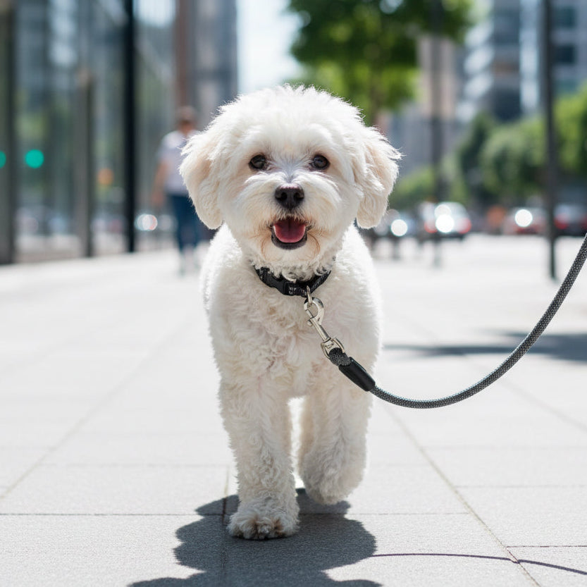 Cute small white dog on leash walking outdoors in city