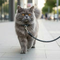 Fluffy grey cat on leash walking outdoors, pet accessories for stylish cats
