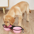 Golden retriever puppy drinking water from pink collapsible dog bowls on wood floor